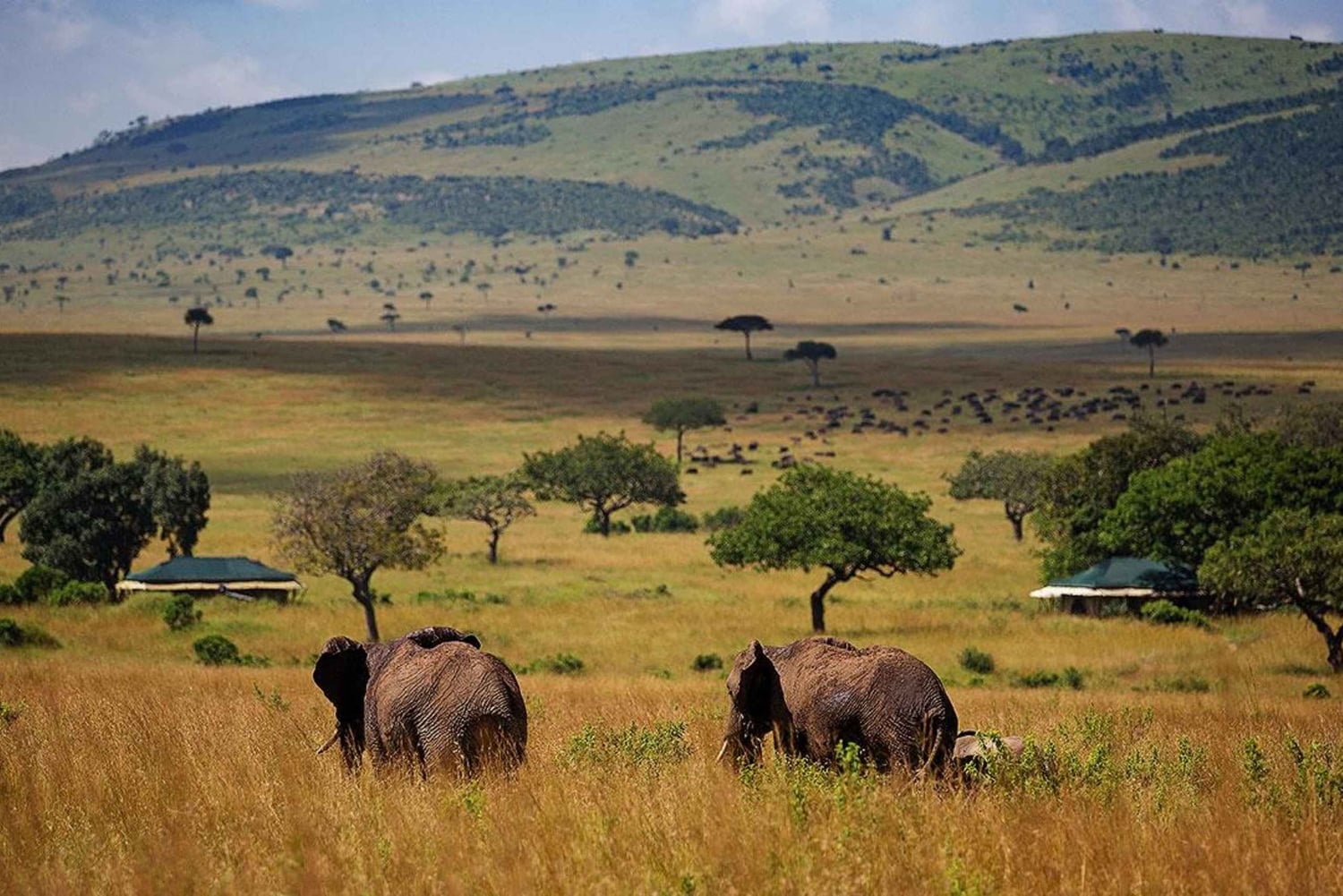 3 Dagen 2 Nachten Privétour in Maasai Mara