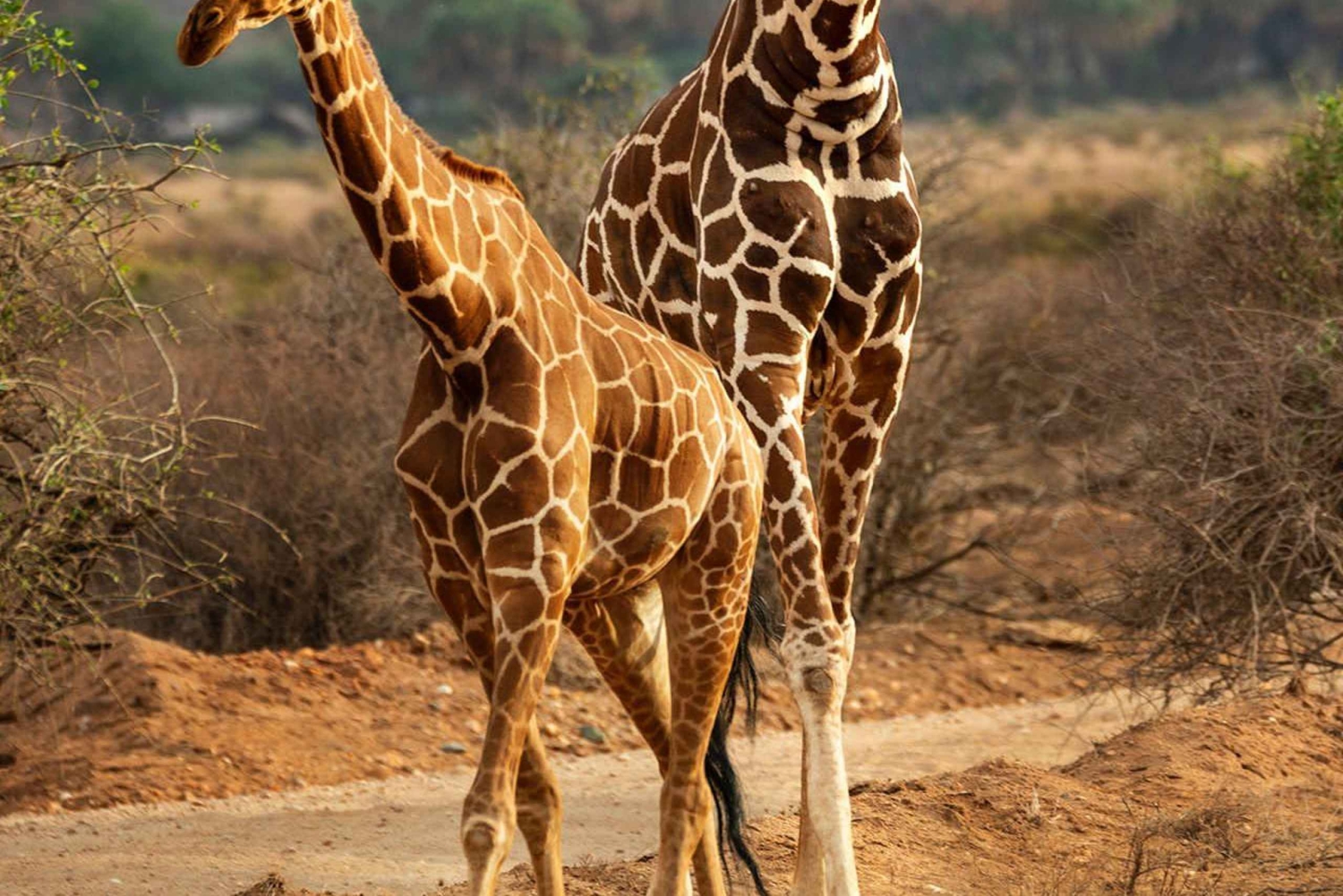 3 dages, 2 nætters safari til Samburu National Reserve