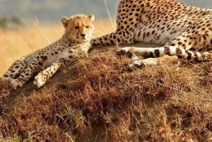 3 dages, 2 nætters safari til Samburu National Reserve