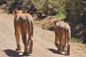 3 dages, 2 nætters safari til Samburu National Reserve