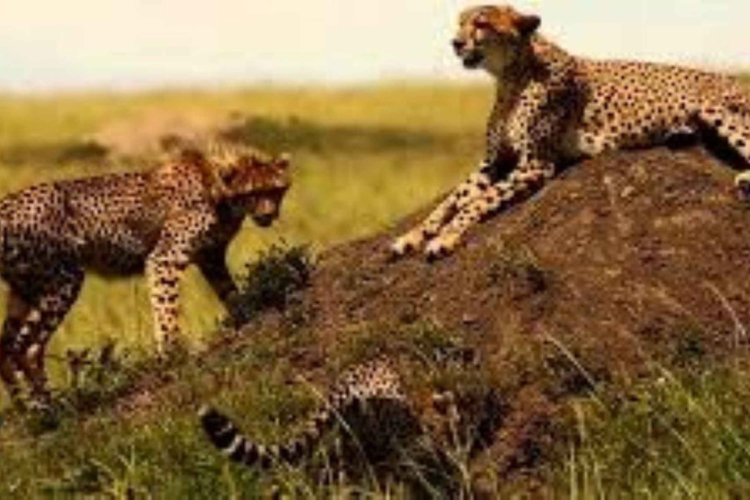 3 Days, 2 nights tour to Amboseli National Park