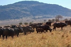 3 Days, 2 nights tour to Amboseli National Park