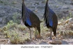 3 Days, 2 nights tour to Amboseli National Park