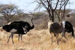 3 Days, 2 nights tour to Amboseli National Park