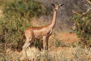 3 Days, 2 nights tour to Amboseli National Park