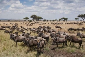 3 days 2nights masai mara joining safari Jeep