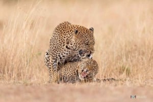 3 days 2nights masai mara joining safari Jeep