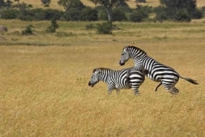 3 days 2nights masai mara joining safari Jeep