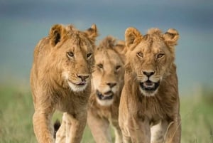 3 days 2nights masai mara joining safari Jeep