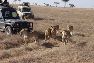 3 days 2nights masai mara joining safari Jeep