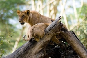 3 days 2nights masai mara joining safari Jeep