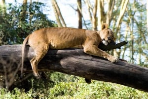 3 days 2nights masai mara joining safari Jeep