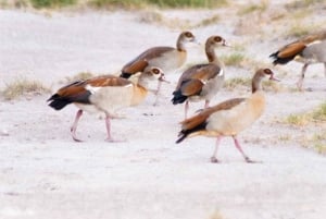 3 days 2nights masai mara joining safari Jeep