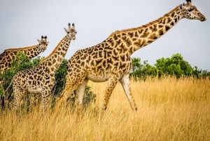 3 days 2nights masai mara joining safari Jeep