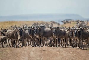 3 days 2nights masai mara joining safari Jeep