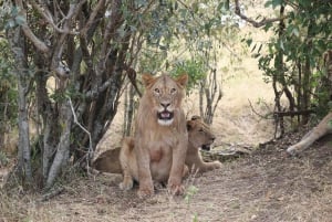 3 days 2nights masai mara joining safari Jeep