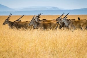 3 days 2nights masai mara joining safari Jeep