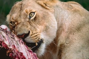 3 days 2nights masai mara joining safari Jeep