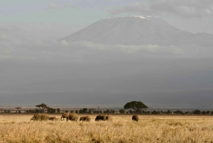 3 Days Amboseli Experience
