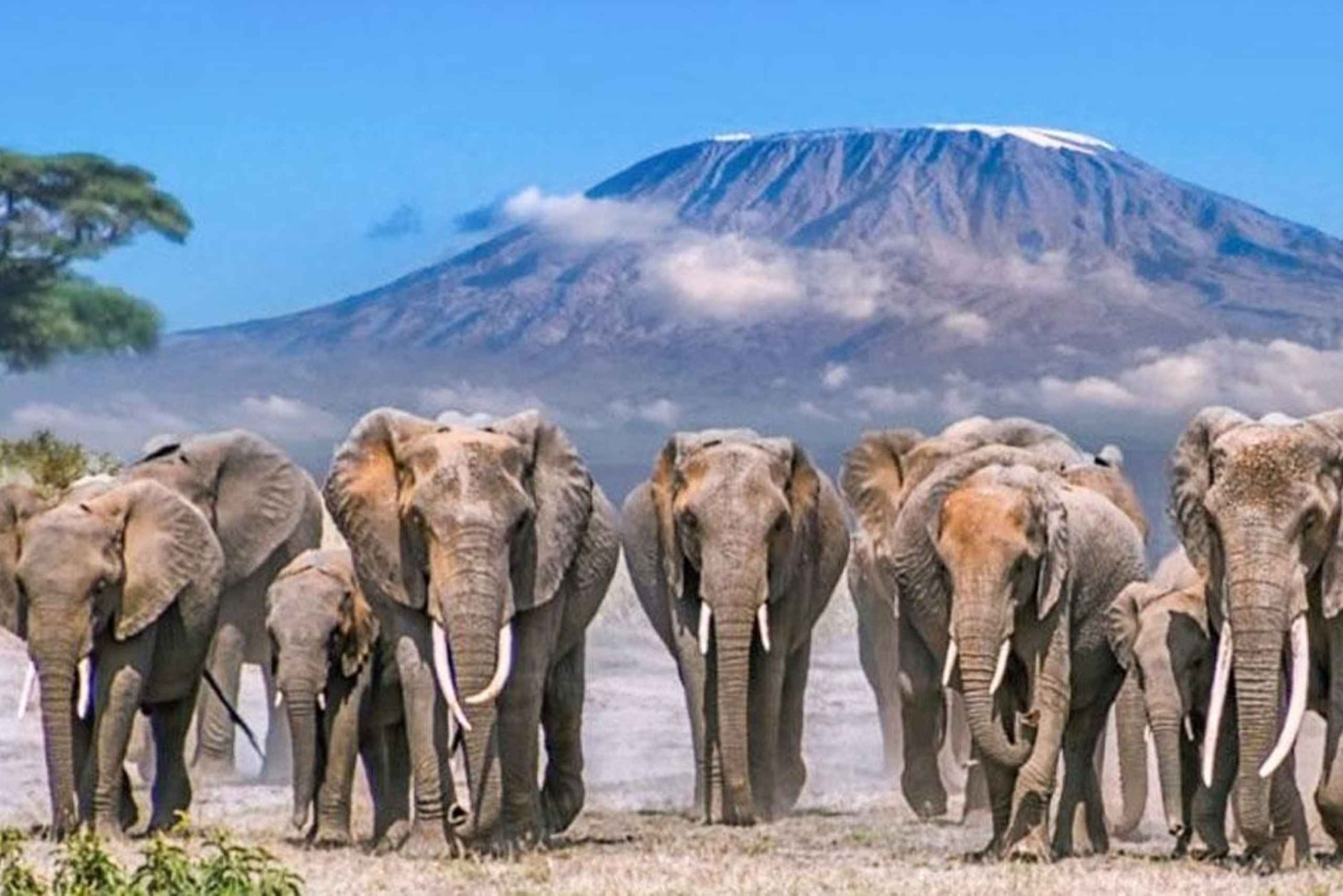 Safaris de luxo de 3 dias no Parque Nacional Amboseli