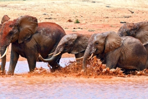 Safaris de luxo de 3 dias no Parque Nacional Amboseli