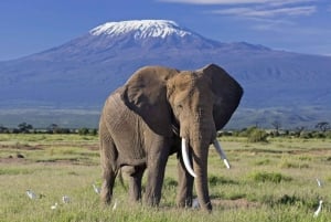 3 dagars safari i nationalparken Amboseli på AA Lodge
