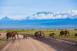 Safári de 3 dias no Parque Nacional Amboseli no AA Lodge