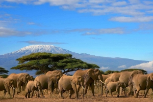 Safari de 3 días por el Parque Nacional de Amboseli en el AA Lodge