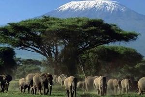 Safári de 3 dias no Parque Nacional Amboseli no AA Lodge
