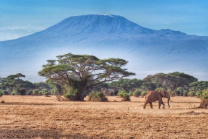 3 dagers safari i Amboseli nasjonalpark på AA Lodge