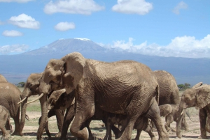 3 dages Amboseli National Park Safari på AA Lodge