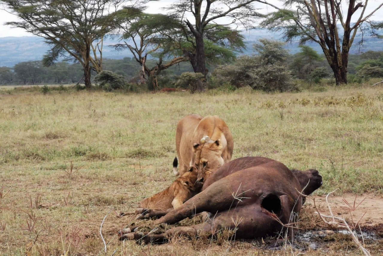 3 dager i Amboseli nasjonalpark med besøk i en masailandsby