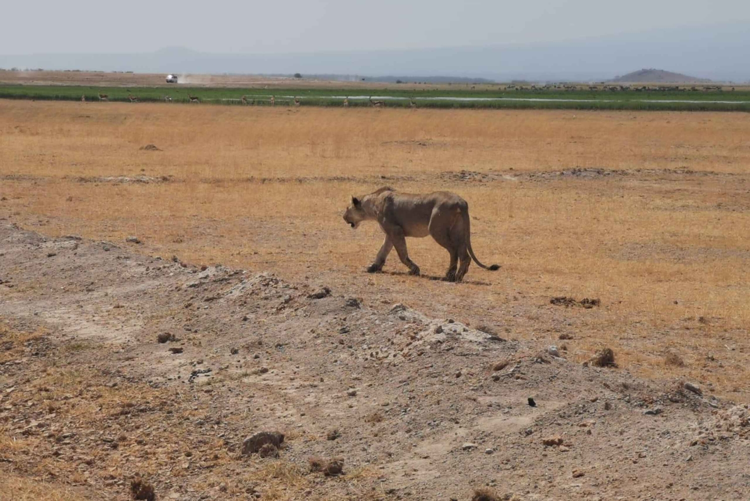 3-dniowy Park Narodowy Amboseli z wizytą w wiosce Masajów