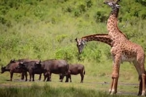 3-daagse Amboseli-safari met luxe lodge en vluchten