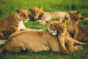 3 Days Group Safari to Maasai Mara with a 4x4 Landcruiser