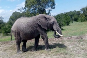 3 Days Group Safari to Maasai Mara with a 4x4 Landcruiser