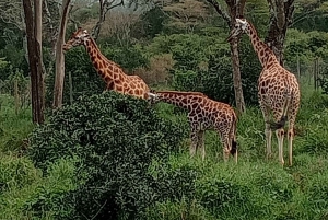 3 Days Group Safari to Maasai Mara with a 4x4 Landcruiser
