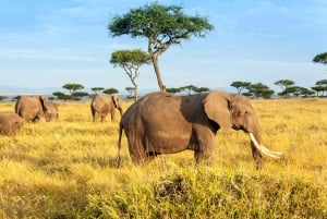 3 päivän ryhmäsafari maasai maraan 4x4 maasturilla