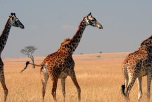 3 päivän ryhmäsafari maasai maraan 4x4 maasturilla