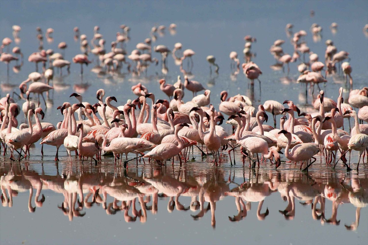 3 Days Lakes of Kenya for Photography &Bird Watching Safari