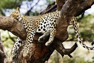 3 Days Maasai Mara Group Safari using a 4x4 Landcruiser
