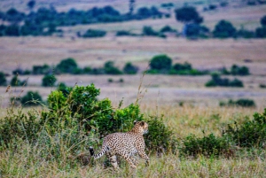 3 Days Maasai Mara Group Safari using a 4x4 Landcruiser