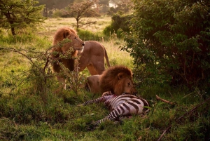 3 Days Maasai Mara Group Safari using a 4x4 Landcruiser