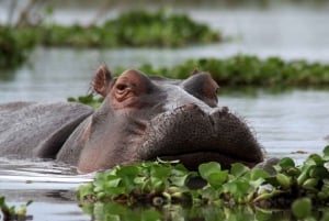 3 dagar Maasai Mara gruppsafari med en 4x4 Landcruiser