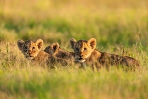 3 dagar Maasai Mara gruppsafari med en 4x4 Landcruiser