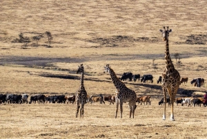 3 dagar Maasai Mara gruppsafari med en 4x4 Landcruiser