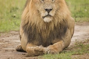 3 dagar Maasai Mara gruppsafari med en 4x4 Landcruiser