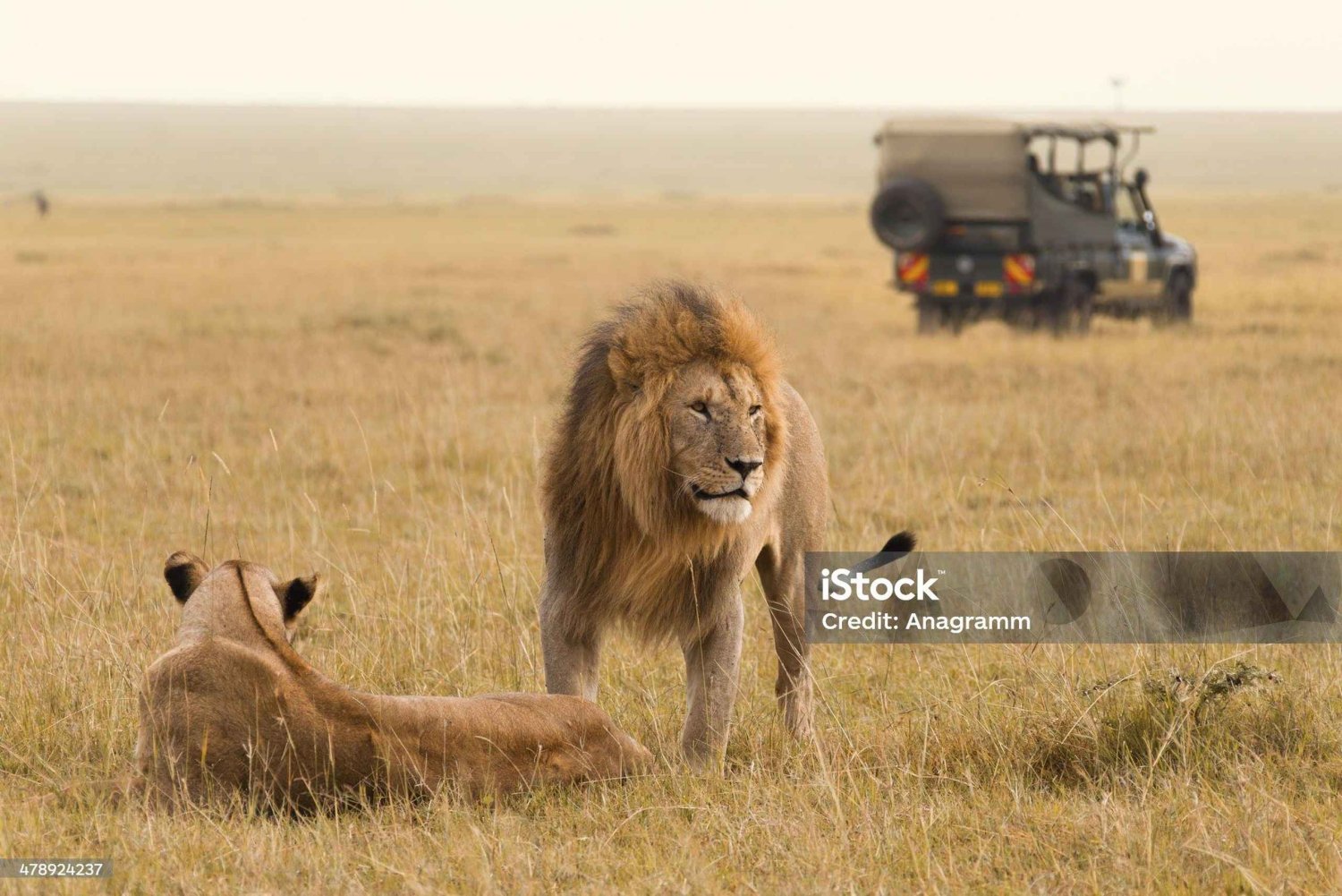 3 DAYS MAASAI MARA PRIVATE BUDGET SAFARI EXPERIENCE