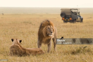 SAFARI PRIVADO ECONÓMICO DE 3 DÍAS EN MAASAI MARA