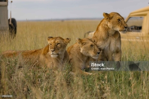 SAFARI PRIVADO ECONÓMICO DE 3 DÍAS EN MAASAI MARA